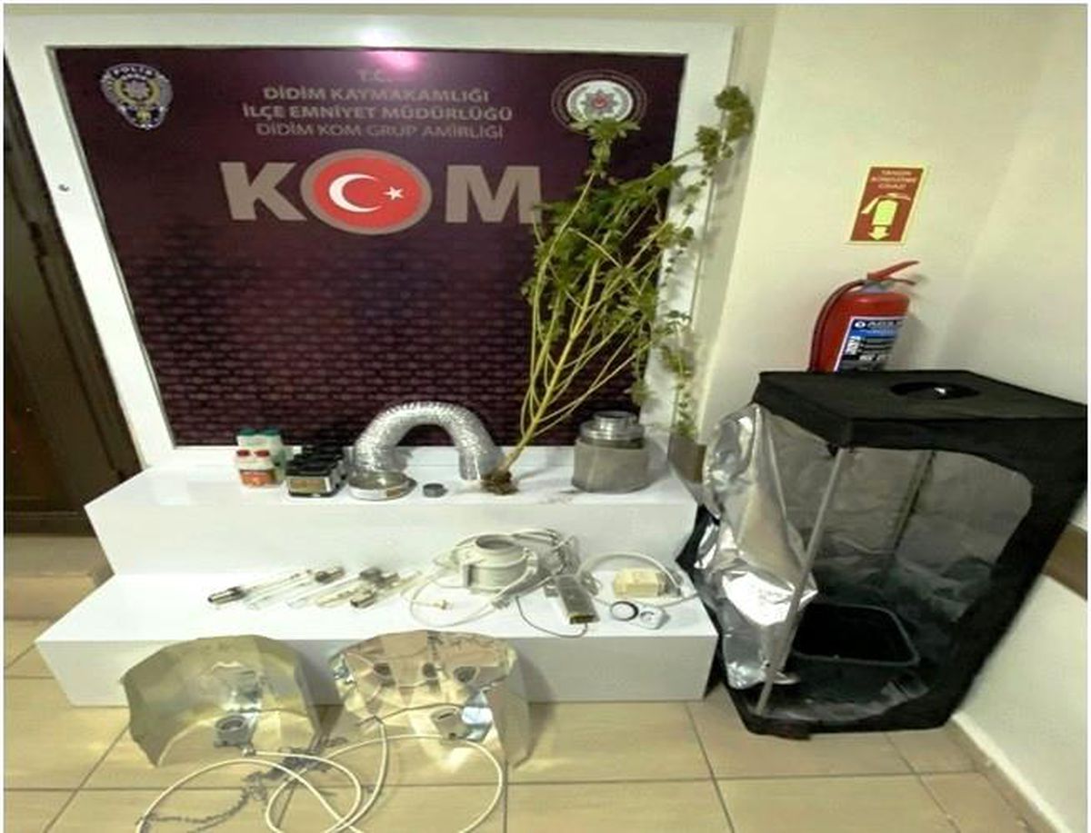Evde hint keneviri yetiştirmiş