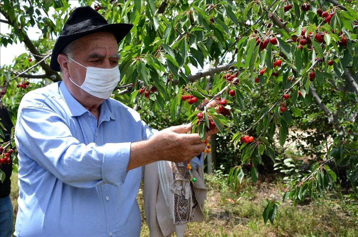 Huzurevi sakinleri kiraz hasadına katıldı