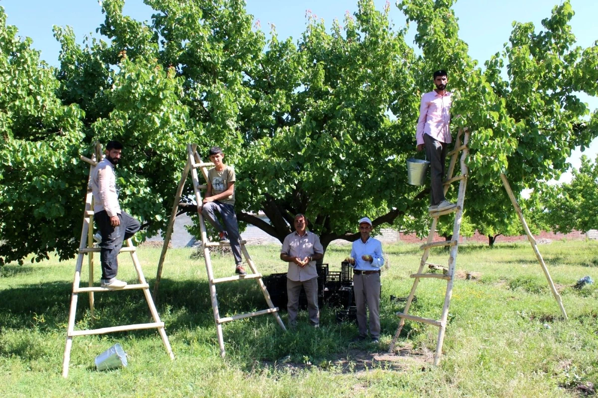 Iğdır\'ın sembolü kayısıda hasat dönemi başladı