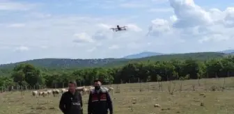Jandarma kaybolan koyunları dronla buldu