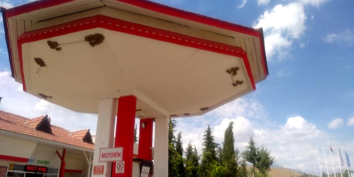 Kırlangıçlar akaryakıt istasyonunu mesken tuttu