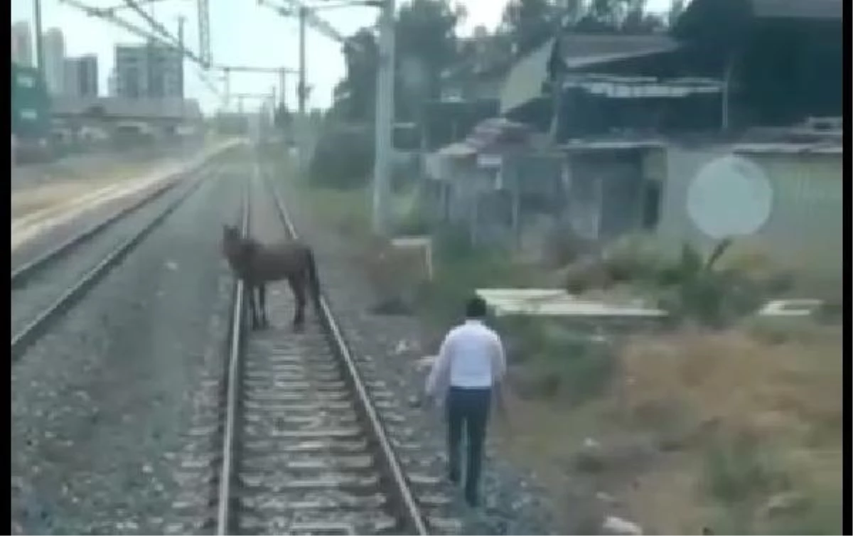 "İnsanlık ölmemiş" dedirten olay! Hızla giden treni durdurup, raylardaki atı kenara çekti