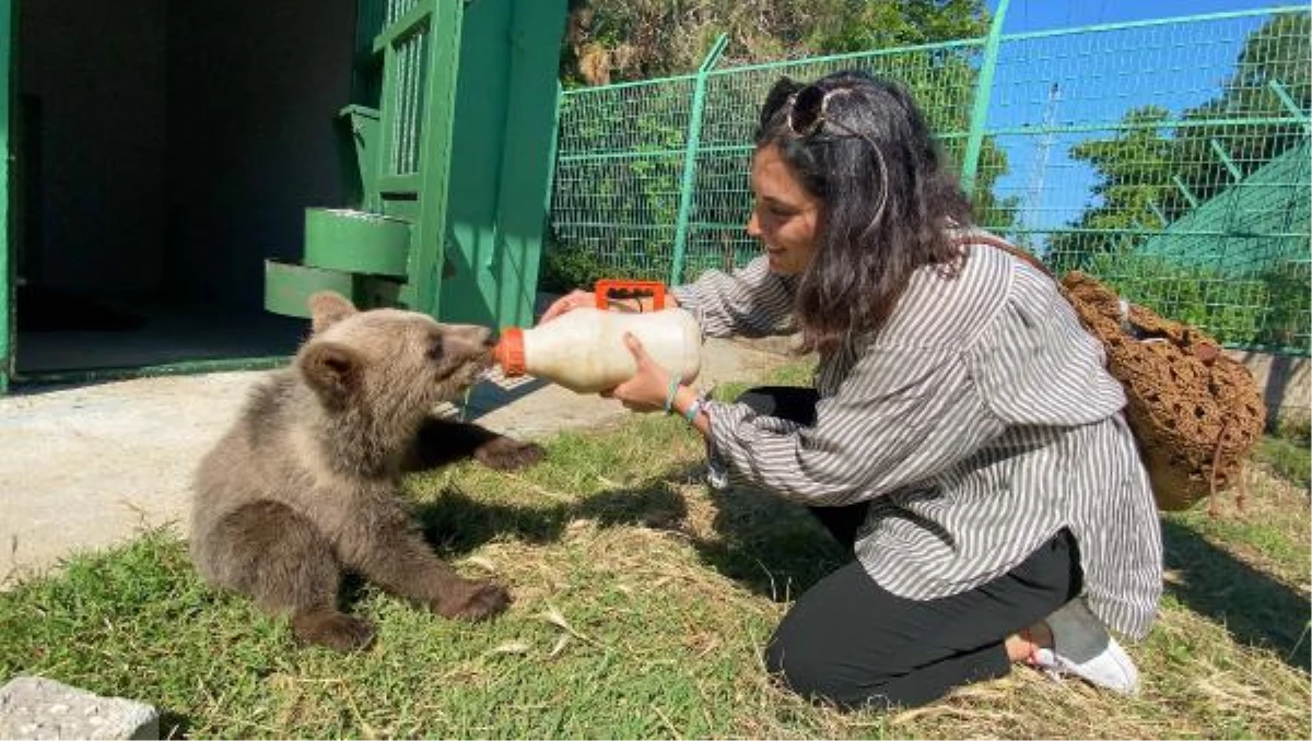 Oyuncu Aslıhan Gürbüz, Bursa\'da yavru ayıyı biberonla besledi