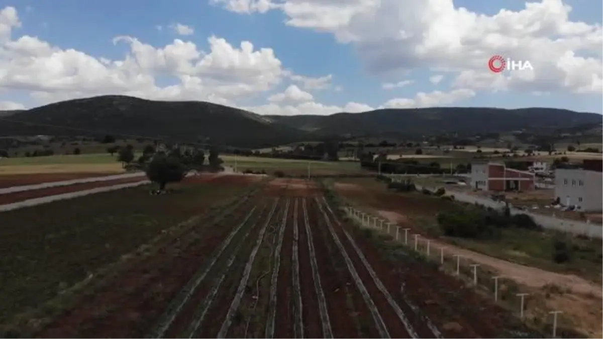 Tescilli "Kale Biberi" fidanları toprakla buluşturuldu