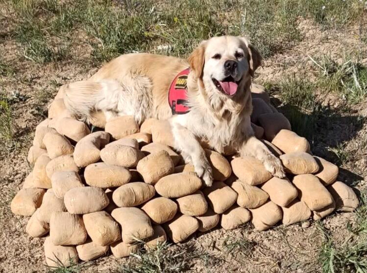 Toprağa gömülü 233,5 kilo eroin ele geçirildi