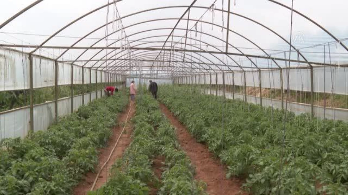 ÜRETİMDEN İHRACATA TARIM - Yerli tohumlardan üretilen fidelerde İstanbullulara doğal ürünler yetiştiriliyor (1)