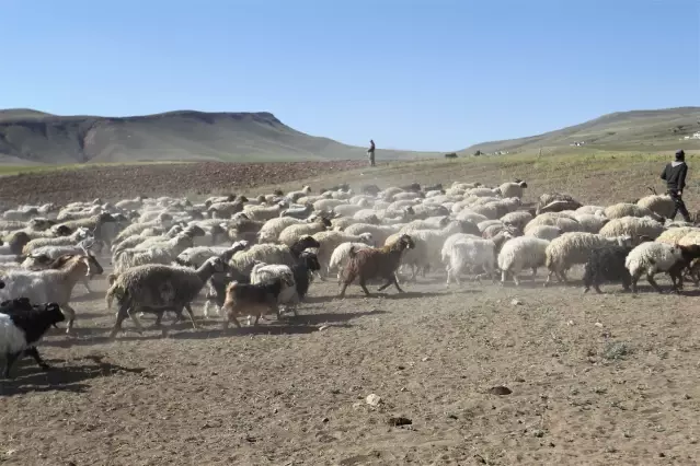 16 besiciye 1600 küçükbaş hayvan desteği sağlandı