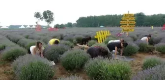 Edirne'de lavanta tarlasında yoga