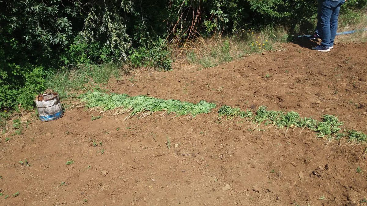 Elazığ\'da 17 kilogram kubar esrar ve 41 kök Hint keneviri ele geçirildi