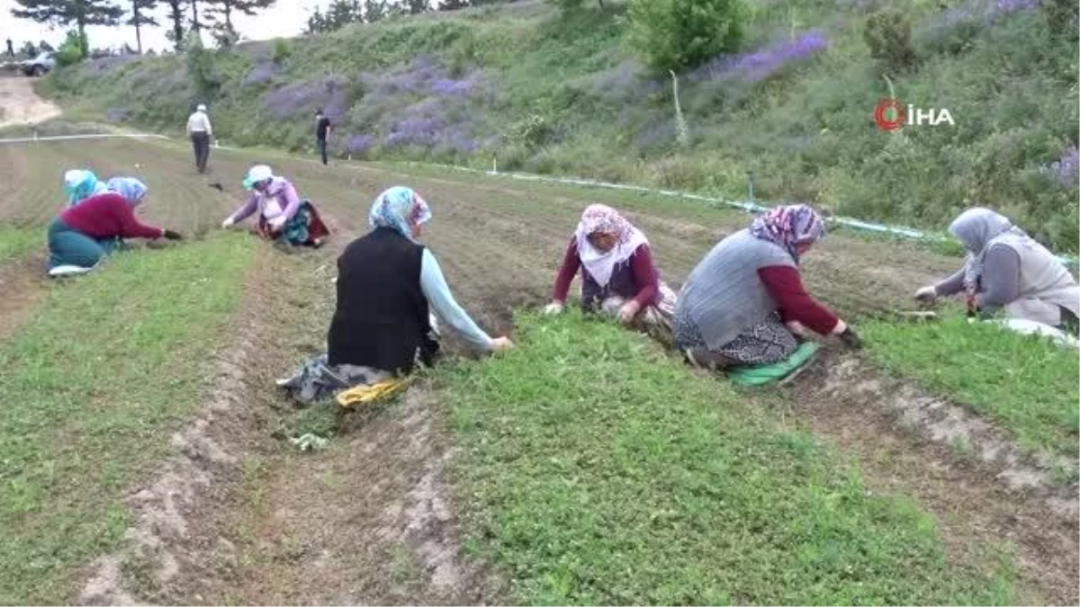 Köylü kadınlar yabani otları elleriyle tek tek temizliyorlar