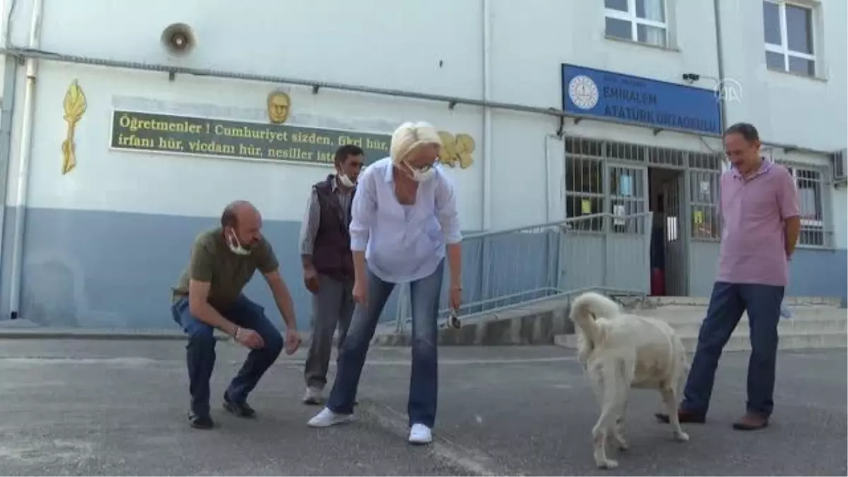 Sığındığı okul yuvası olan "Cengo", kademeli normalleşme sonrası öğrencilerle buluştu