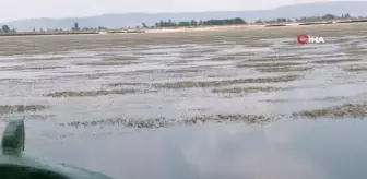 Son dakika haber! Su seviyesinin düştüğü Işıklı Gölü, papatya tarlalarıyla beyaz gelinliğini giydi