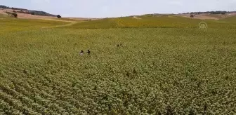 Çukurova'da sarıya boyanan ayçiçeği tarlaları doğal fotoğraf stüdyosu haline geldi (2)