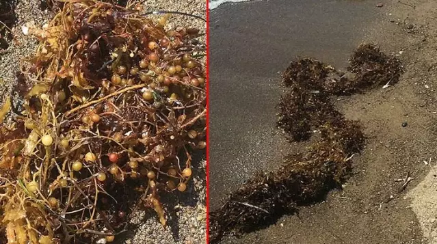 Deniz salyası bitmeden yeni kabus! Ege kıyılarını çürümüş yumurta gibi kokan yosunlar sardı Deniz salyası bitmeden yeni kabus! Ege kıyılarını çürümüş yumurta gibi kokan yosunlar sardı