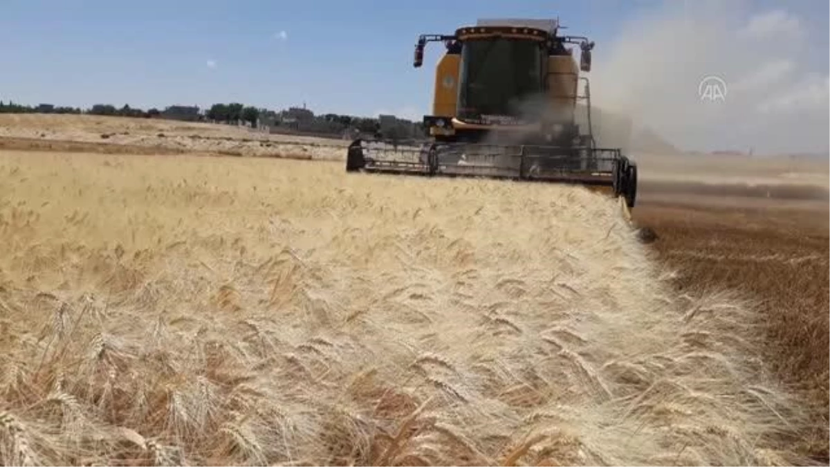 GAZİANTEP - Makarnalık sert buğdayın hasadına başlandı