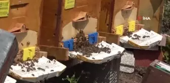 Petekler Anzer Yaylası yolunda