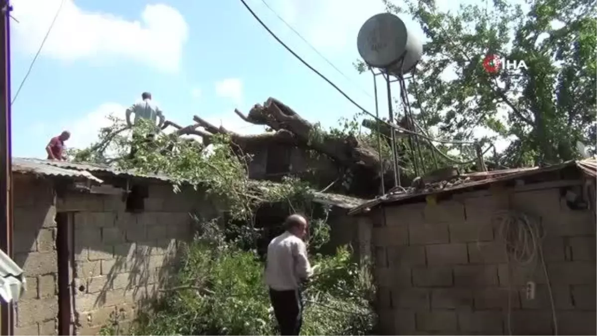 Yarım asırlık dut ağacı fırtınada evin üzerine devrildi