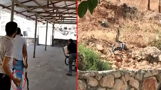 Tek şehir iki farklı görüntü: Bir tarafta yılanla sohbet ettiler, diğer tarafta taşladılar Tek şehir iki farklı görüntü: Bir tarafta yılanla sohbet ettiler, diğer tarafta taşladılar