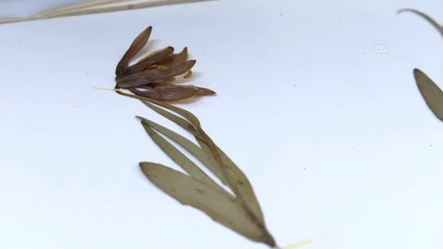 Amanos Dağları'nda ters lale türü keşfedildi