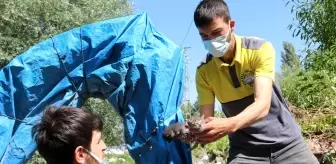 Annesiz kalan yavru kedilere Yahyalı Belediyesi sahip çıktı