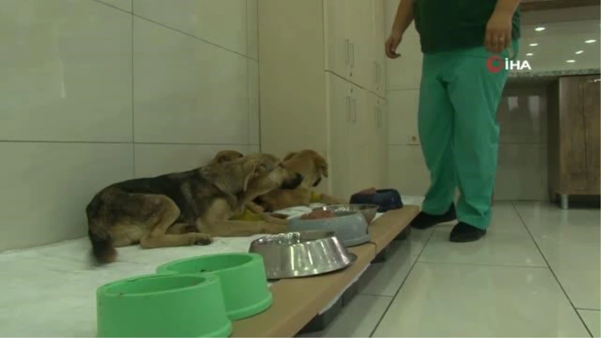 Avcılar\'da zehirlenen yavru köpekler belediye ekiplerince kurtarıldı