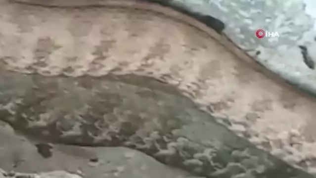 Tek şehir iki farklı görüntü: Bir tarafta yılanla sohbet ettiler, diğer tarafta taşladılar Tek şehir iki farklı görüntü: Bir tarafta yılanla sohbet ettiler, diğer tarafta taşladılar