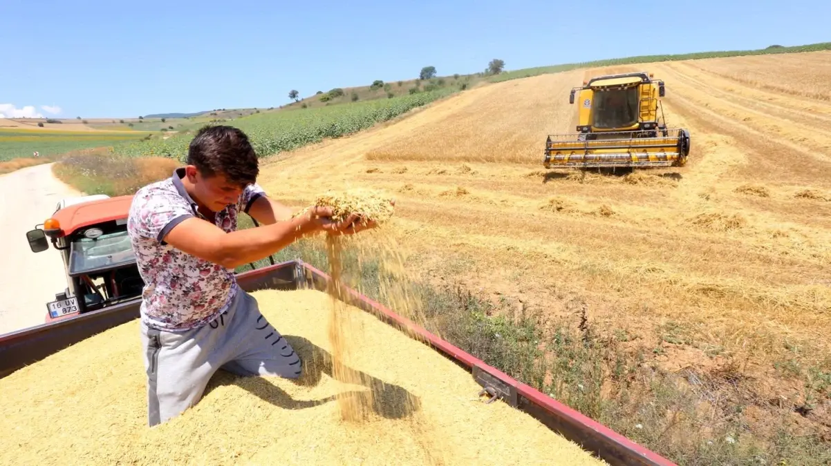 Çiftçi umudunu buğdaya bağladı