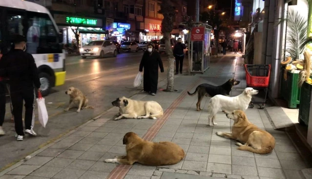 Gemlik'te sokak köpekleri tehlike saçıyor