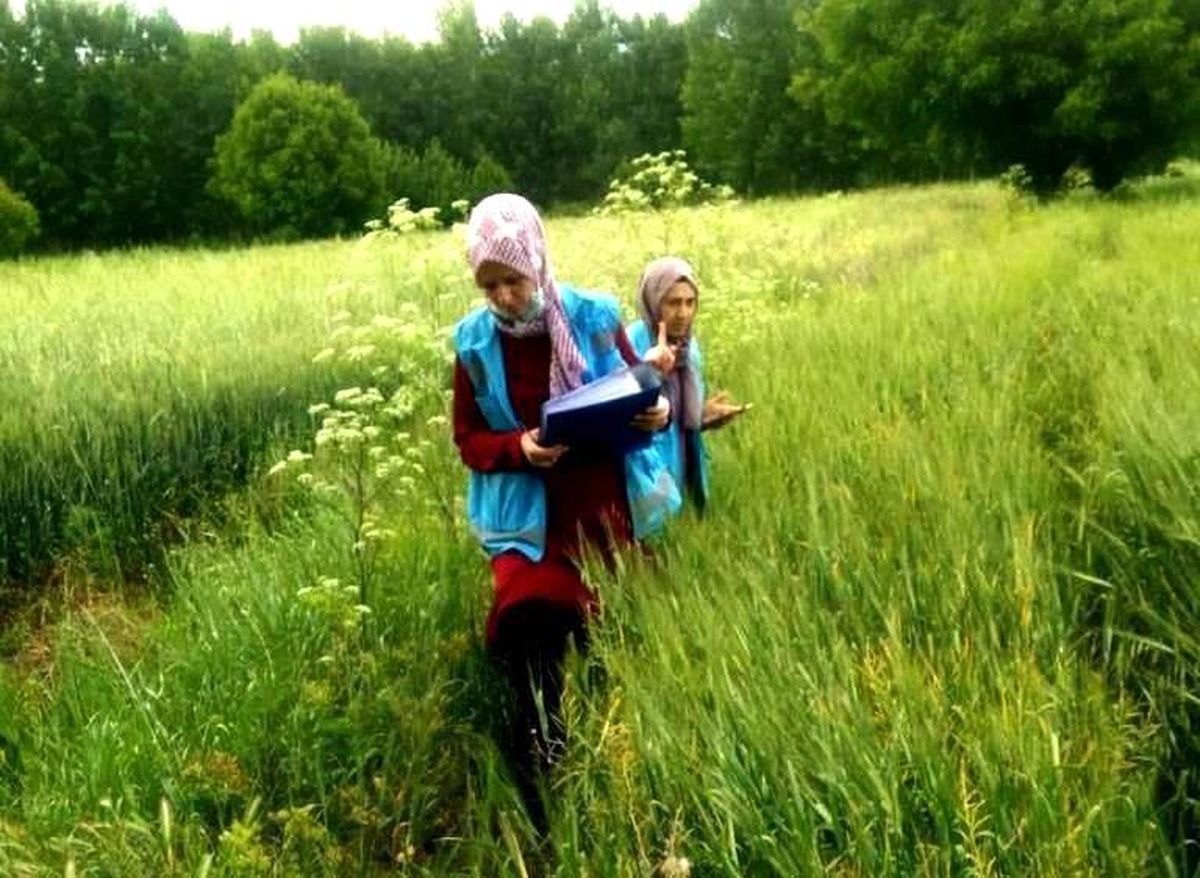 Hisarcık\'ta yem bitkisi ekili alanlarda kontrol yapılıyor