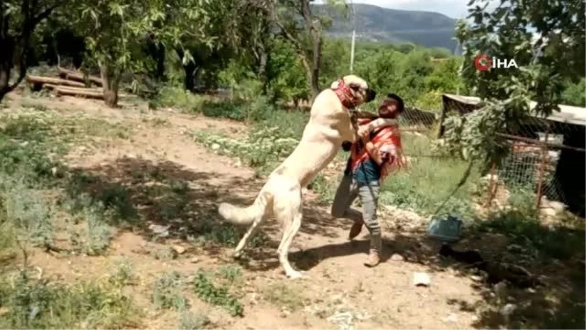 Irk bozulmasın diye \'60 yıldır Çökelez Aslan\'ı besliyorlar