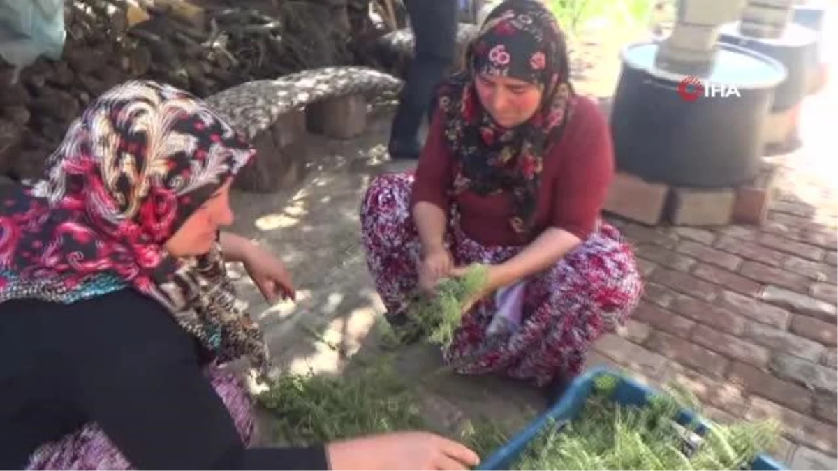 Köylü kadınlar virüsten korunmak için kekik suyu çıkarıyorlar