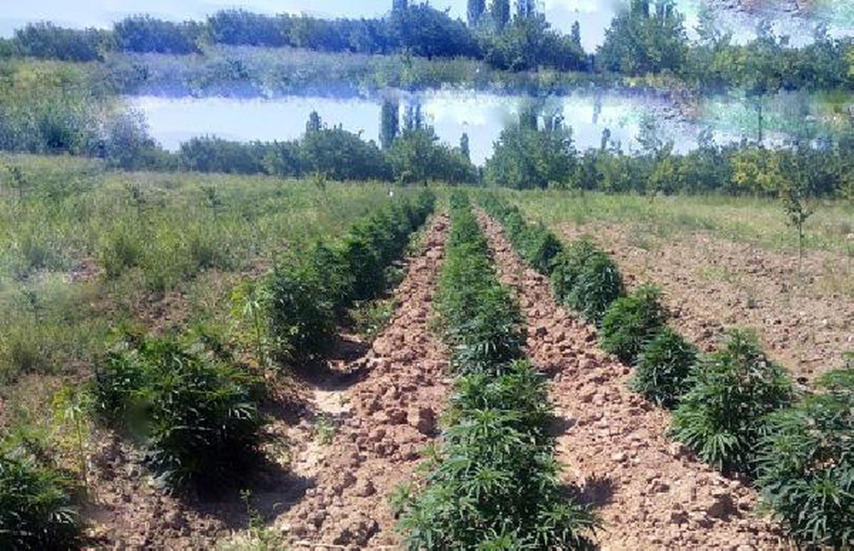 Malatya\'da 43 bin 500 kök Hint keneviri ele geçirildi