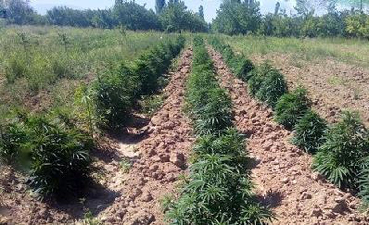 Malatya\'da 25 kilo esrar ile 43 bin kök hint keneviri ele geçirildi