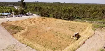 Hasadı yapılan yerli Kunduru buğdayı un yapılarak vatandaşlara dağıtılacak