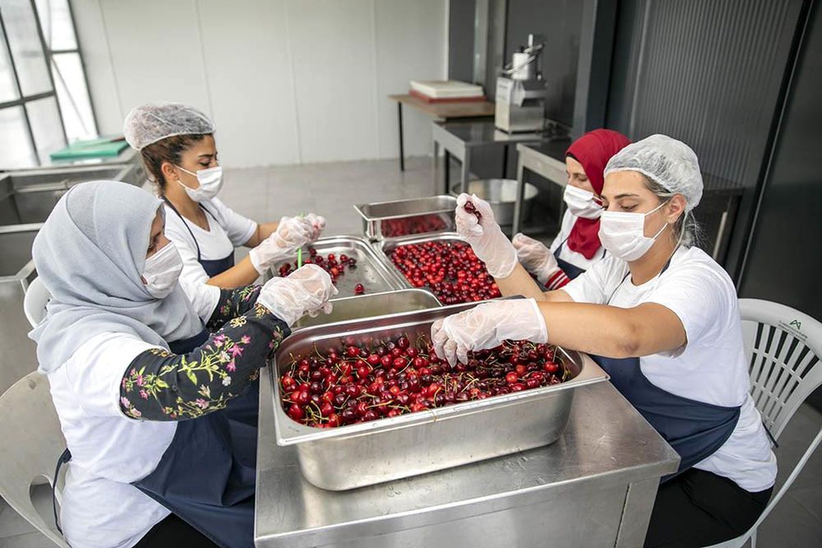 \'Mersinden Güneş Enerjisi ile Kurutma Tesisi\' faaliyete geçti