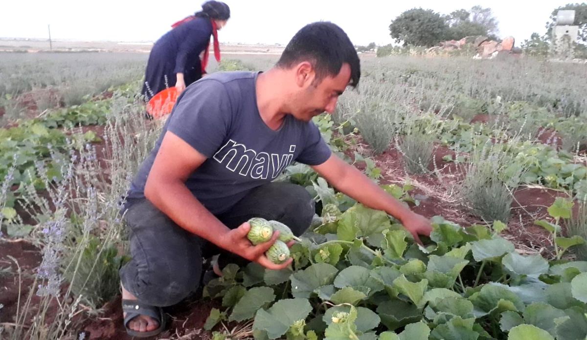 Şanlıurfa\'da şelengo hasadı başladı