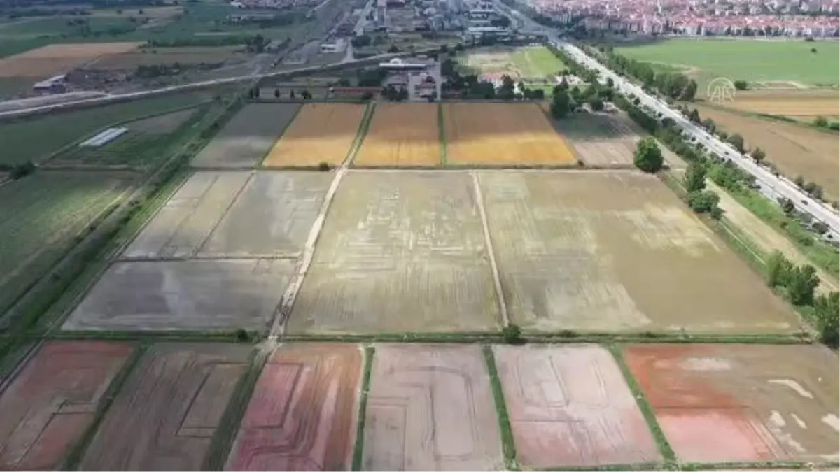 ÜRETİMDEN İHRACATA TARIM - Trakya Tarımsal Araştırma Enstitüsü geliştirdiği çeltik çeşitleriyle üretime katkı sağlıyor