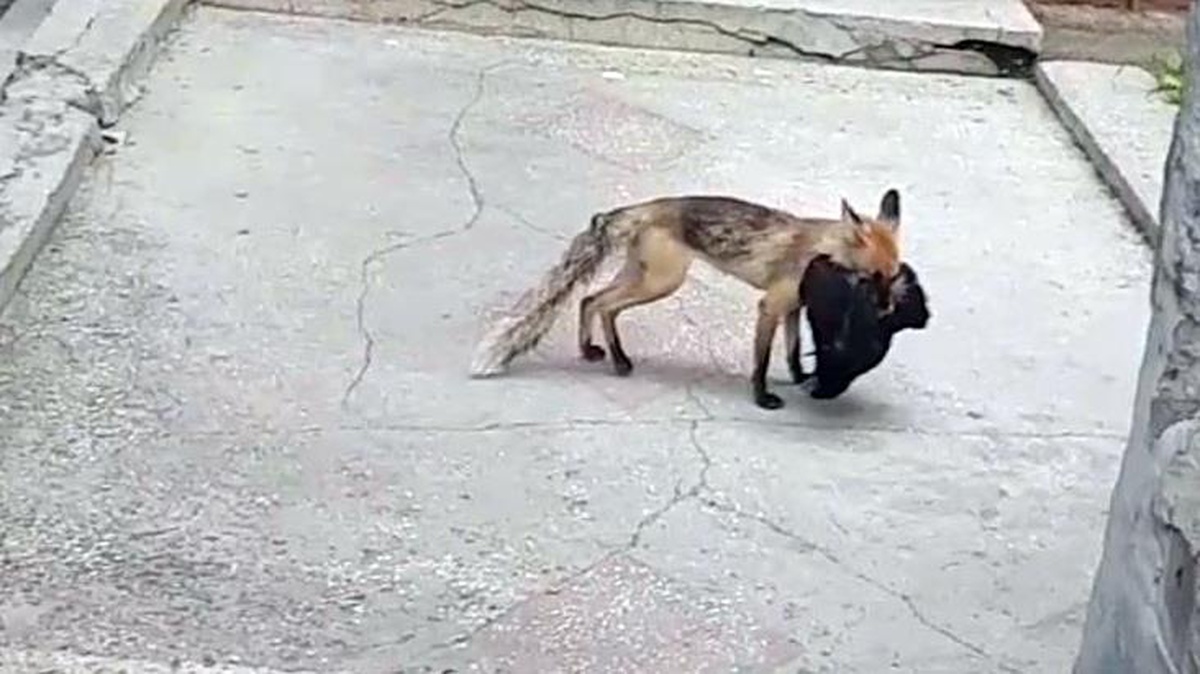 Aç kalan tilki şehre indi, avladığı tavuğu kaçırdı! O anlar görüntülendi