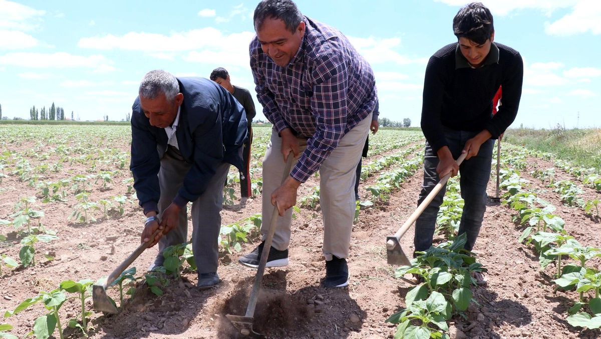 Aksaray\'da tarımsal üretim hız kesmeden devam ediyor
