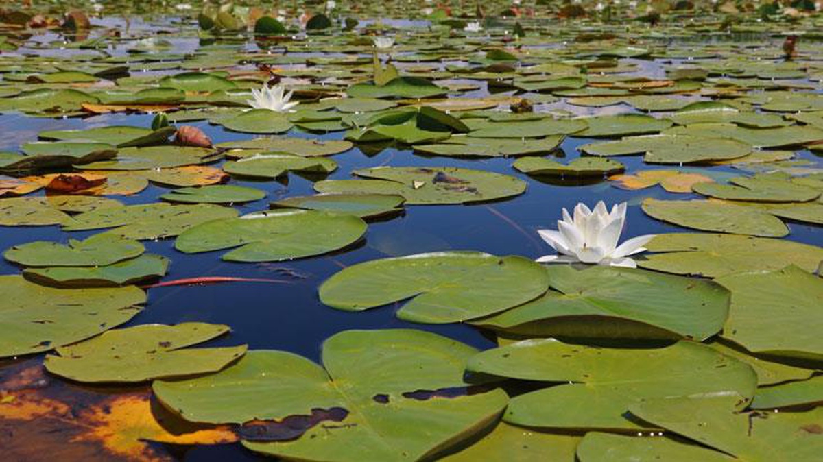 Beyşehir Gölü\'ndeki nilüferleri koparmanın cezası 73 bin lira