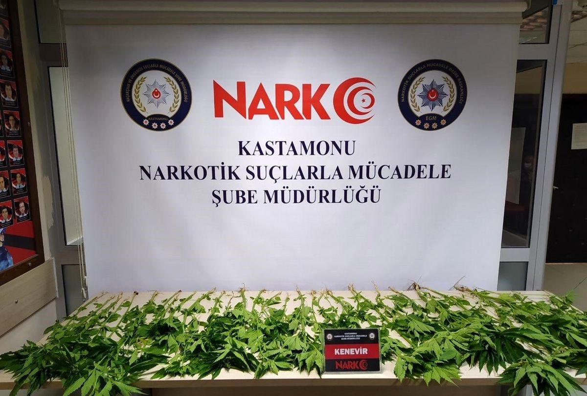 Kastamonu\'da 46 kök kenevir bitkisi yakalandı