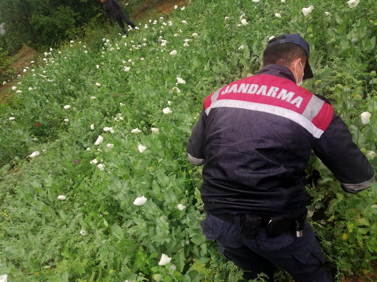 Sakarya\'da yasadışı ekilen 6 bin 785 kök haşhaş ele geçirildi
