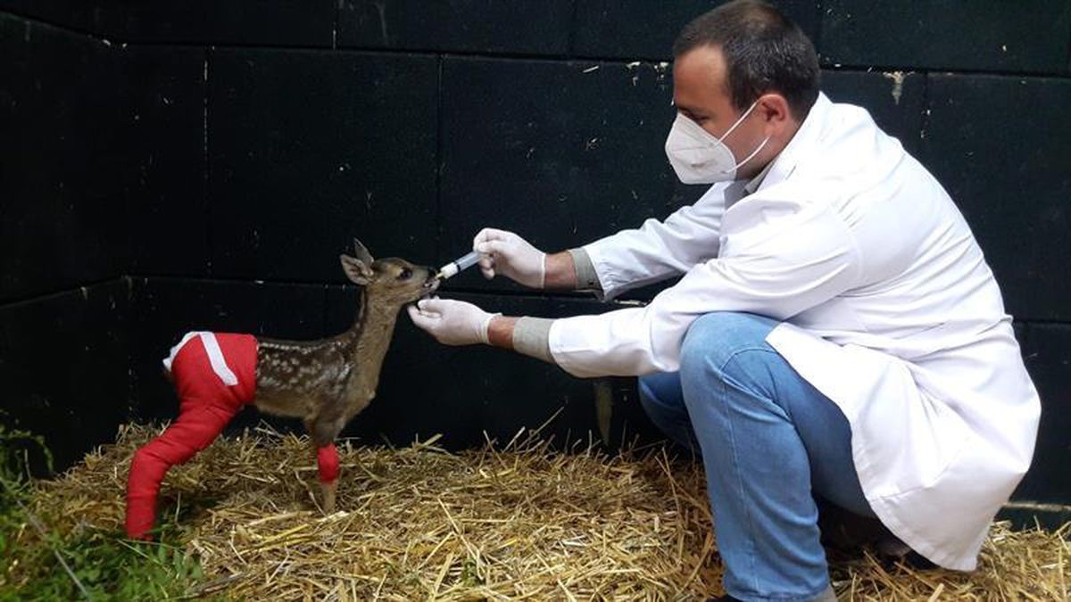 Sinop\'ta yaralı karaca yavrusu tedavi altına alındı