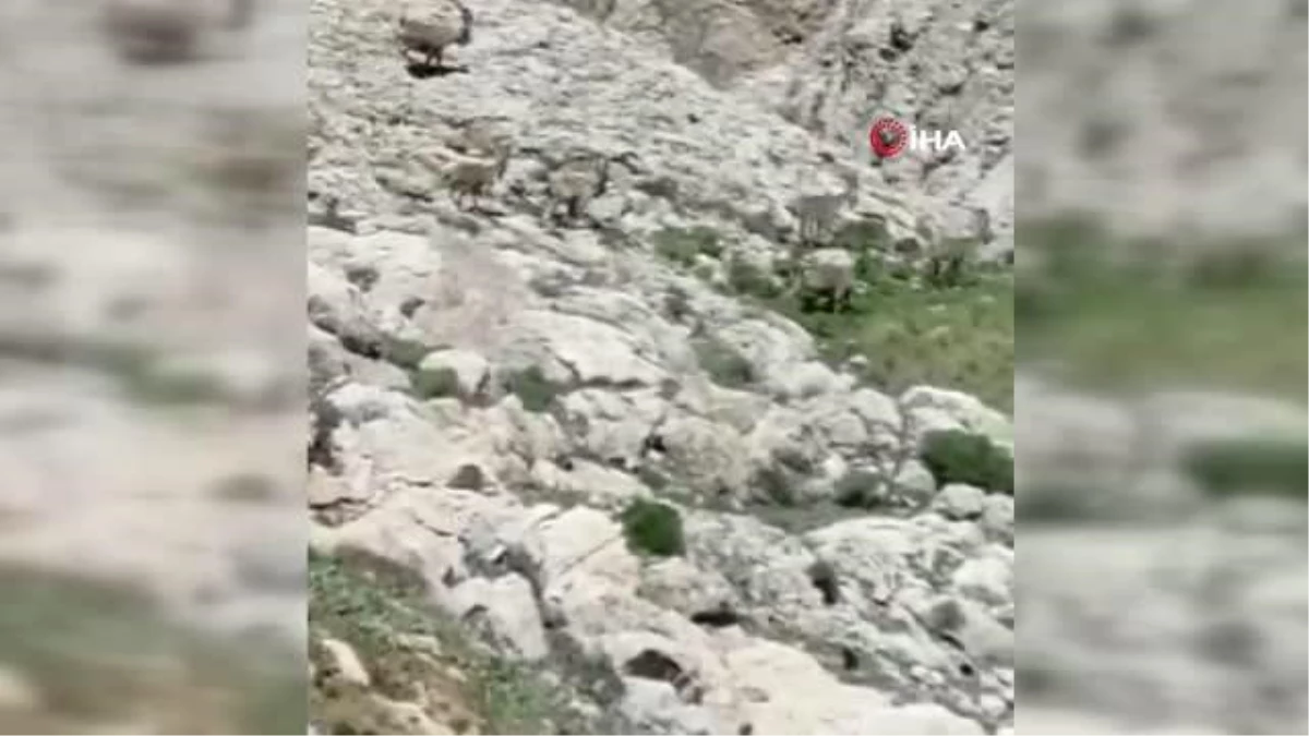 Tunceli\'de çengel boynuzlu yaban keçi sürüsü görüntülendi