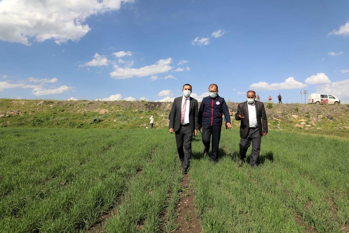 Vali Öksüz, kavılca buğdayı ekilen tarla incelemede bulundu