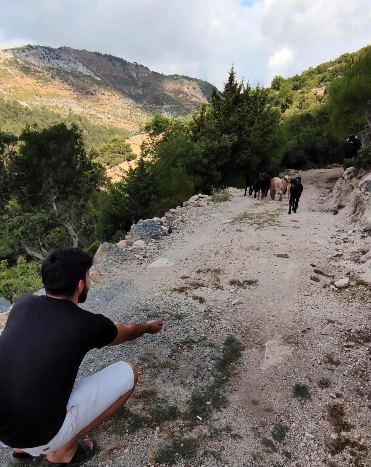 1 haftadır kayıp olan keçiler drone ile bulundu