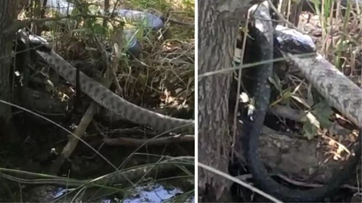 2 metrelik siyah yılan, kendi boyundaki gri benekli yılanı yedi! O anlar saniye saniye kaydedildi