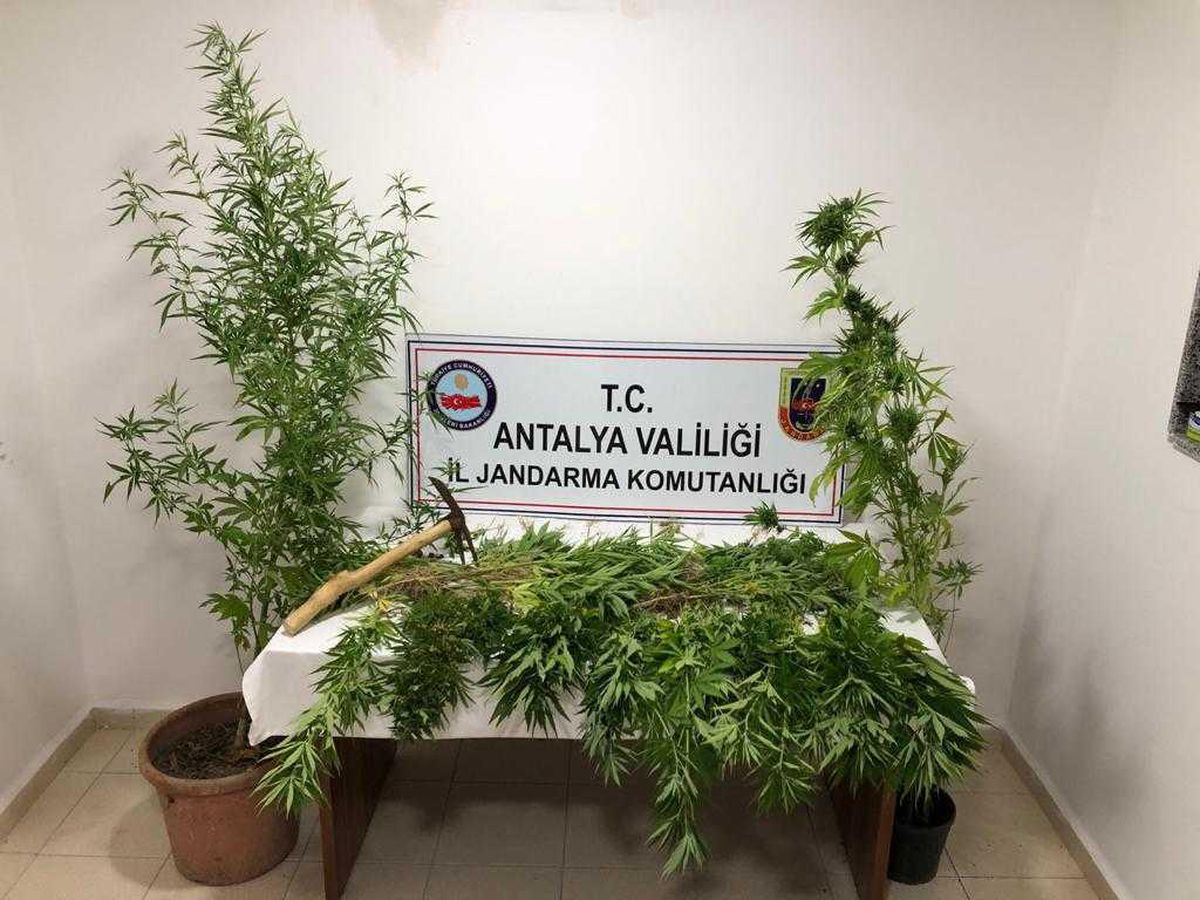 Antalya\'da ormanlık alana kenevir ektiği iddia edilen şüpheli yakalandı