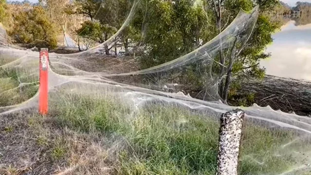 Avustralya'da sel bölgesini dev örümcek ağları kapladı