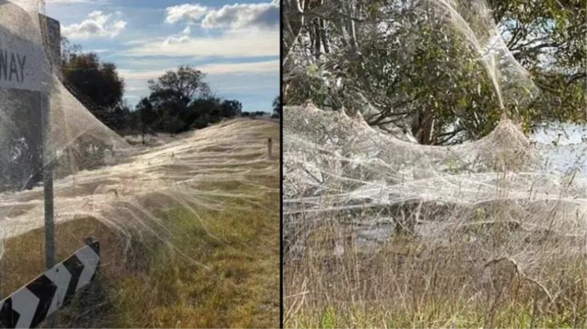 Fare istilasından kurtulamayan Avustralya, yeni bir felaketle karşı karşıya! Her yeri örümcek ağı sardı